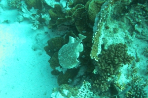 Zitterrochenartige (Torpediniformes)