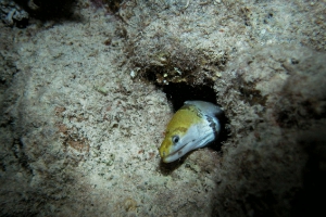 Gymnothorax