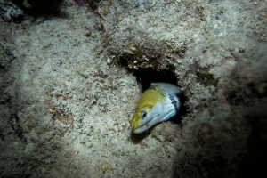 Gelbkopf-Muräne (Gymnothorax fimbriatus)