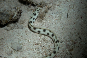 Gepunkteter Ringelschlangenaal (Myrichthys maculosus)