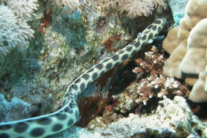 Gepunkteter Ringelschlangenaal (Myrichthys maculosus)