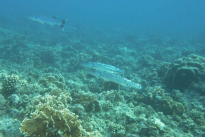 Großer Barrakuda (Sphyraena barracuda)