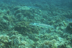 Barrakudas (Sphyraenidae)