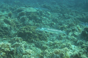 Großer Barrakuda (Sphyraena barracuda)