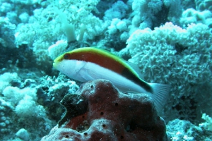 Gestreifter Korallenwächter (Paracirrhites forsteri)