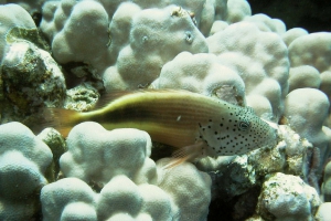 Büschelbarsche (Cirrhitidae)