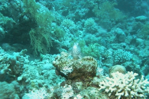 Gestreifter Korallenwächter (Paracirrhites forsteri)