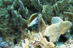 Gestreifter Korallenwächter (Paracirrhites forsteri)