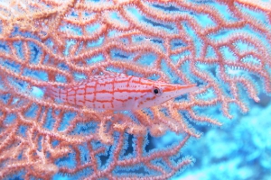 Langnasen-Büschelbarsch (Oxycirrhites typus)