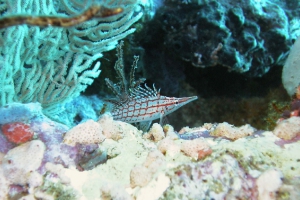 Langnasen-Büschelbarsch (Oxycirrhites typus)