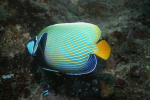 Kaiserfische (Pomacanthidae)