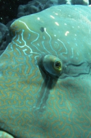 Strahlenflosser (Actinopterygii)