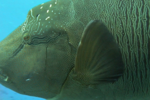Lippfische (Labridae)