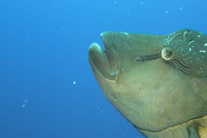 Cheilinus