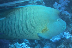 Napoleon-Lippfisch (Cheilinus undulatus)