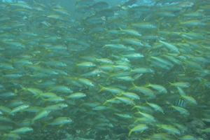Mulloidichthys