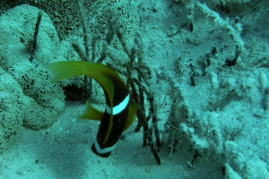 Rotmeer-Anemonenfisch (Amphiprion bicinctus)