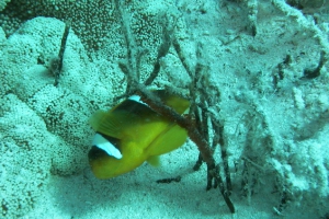 Riffbarsche (Pomacentridae)
