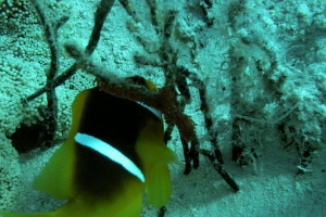 Rotmeer-Anemonenfisch (Amphiprion bicinctus)