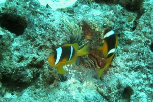 Rotmeer-Anemonenfisch (Amphiprion bicinctus)