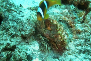 Anemonenfische (Amphiprion)