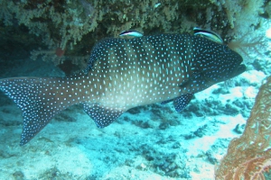 Rotmeer Leopard Zackenbarsch (Plectropomus pessuliferus marisrubri)