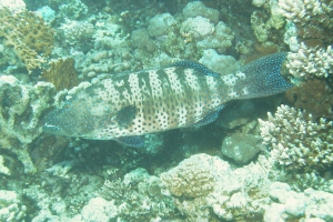 Rotmeer Leopard Zackenbarsch (Plectropomus pessuliferus marisrubri)