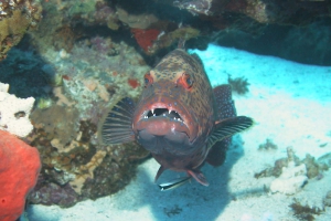 20020602_2_Panorama_Reef_0007