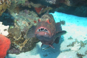 Rotmeer Leopard Zackenbarsch (Plectropomus pessuliferus marisrubri)