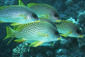 Schwarzgepunktete Süßlippe (Plectorhinchus Gaterinus)