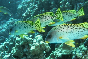 Süßlippen (Haemulidae)
