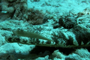 Krokodilsfisch (Papilloculiceps longiceps)