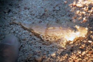 Strahlenflosser (Actinopterygii)