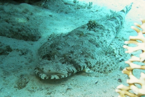 Plattköpfe (Platycephalidae)