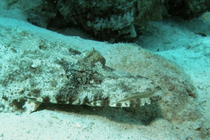 Plattköpfe (Platycephalidae)