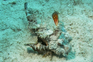 Skorpionfische (Scorpaenidae)