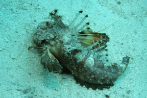 Skorpionfische (Scorpaenidae)