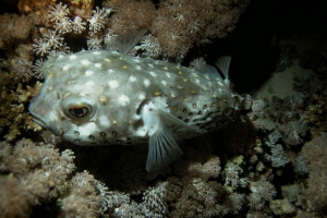 Stachelschweinfisch (Diodon hystrix)