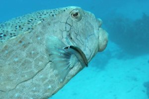 Gelbbrauner Kofferfisch (Ostracion cubicus)