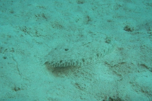 Butte (Bothidae)