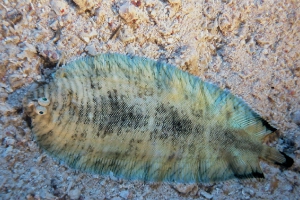 Gebänderte Seezunge (Soleichthys heterorhinos)