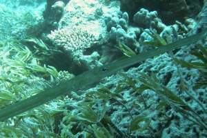 Glatter Flötenfisch (Fistularia commersonii)