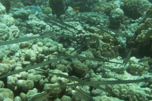 Flötenfische (Fistulariidae)