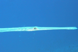 Glatter Flötenfisch (Fistularia commersonii)