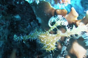 Geisterpfeifenfische (Solenostomus)
