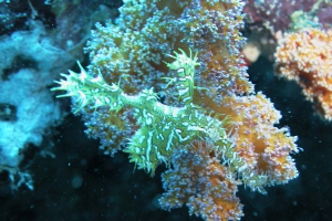 Geisterpfeifenfische (Solenostomus)