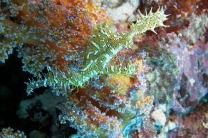 Solenostomus