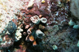 Steinkorallen (Scleractinia)
