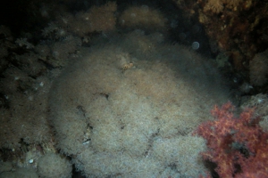 Steinkorallen (Scleractinia)