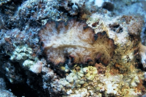 Meeresstrudelwürmer (Polycladida)